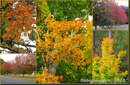 leaf collage