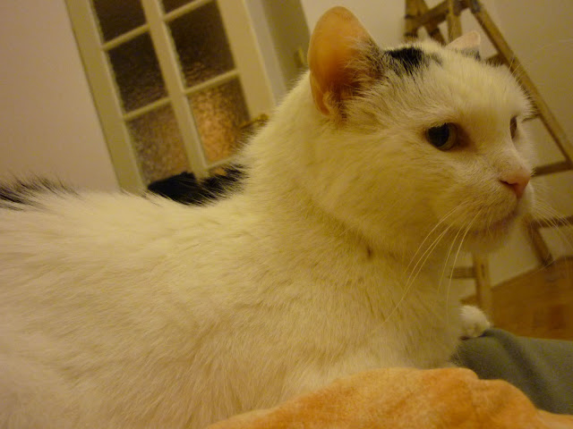 Miss Micci