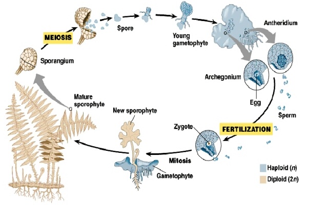 Siklus Hidup Paku (Pteridofita) - Info Pendidikan dan Biologi