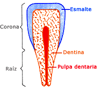 Partes del diente