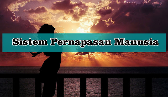 Kompleksnya Sistem Pernapasan Manusia