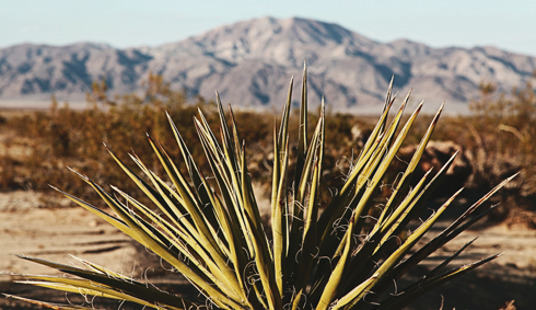 Joshua Tree National Park Desert Photography