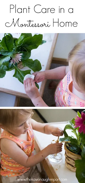 Children love to take care of their environment and one easy way to do that is to add a plant to your child's space. Plant care in a Montessori home can be an easy way to incorporate practical skills into your child's day. 