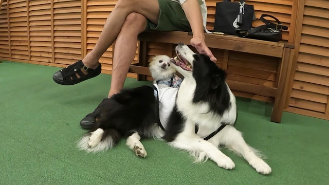 保護犬 ボーダーコリー トーマ