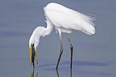 Garceta intermedia: Ardea intermedia Intermediate egret