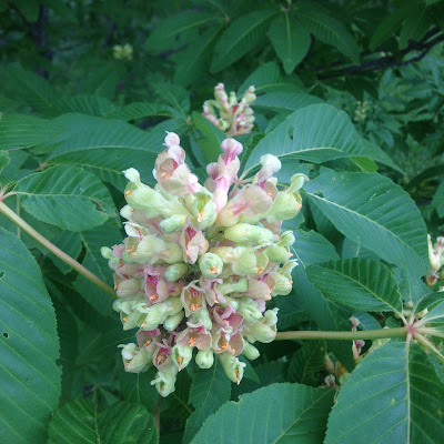 Painted Buckeye in Blossom at the Arnold Arboretum 