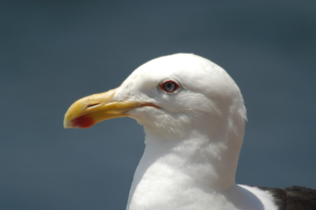 gull wallpaper,gull images;gull photo,gull picture,beautiful gull,cute gull,Pacific Gull, Larus pacificus, Belcher's Gull, Larus belcheri, Olrog's Gull, Larus atlanticus Black-tailed Gull, Larus crassirostris ,Heermann's Gull, Larus heermanni,Common Gull or Mew Gull, Larus canus,Ring-billed Gull, Larus delawarensis,California Gull, Larus californicusGreat Black-backed Gull, Larus marinus,Kelp Gull, Larus dominicanus, (called "Southern Black-backed Gull" or "Karoro" in New Zealand),Cape Gull, Larus dominicanus vetula,Glaucous-winged Gull, Larus glaucescens,Western Gull, Larus occidentalis,Yellow-footed Gull, Larus livens,Glaucous Gull, Larus hyperboreus,Iceland Gull, Larus glaucoides,Kumlien's Gull, Larus glaucoides kumlieni Thayer's Gull, Larus thayeri,European Herring Gull, Larus argentatus,Heuglin's Gull, Larus heuglini,American Herring Gull,Larus smithsonianus,Yellow-legged Gull,Larus michahellis,Caspian Gull, Larus cachinnans,East Siberian Herring Gull, Larus vegae,Armenian Gull,Larus armenicus,Slaty-backed Gull,Larus schistisagus,Lesser Black-backed Gull,Larus fuscus,White-eyed Gull,Ichthyaetus leucophthalmus,Sooty Gull,Ichthyaetus hemprichii,Great Black-headed Gull,Ichthyaetus ichthyaetus,Audouin's Gull, Ichthyaetus audouinii,Mediterranean Gull, Ichthyaetus melanocephalus,Relict Gull, Ichthyaetus relictus,Dolphin Gull, Leucophaeus scoresbii,Laughing Gull, Leucophaeus atricilla,Franklin's Gull, Leucophaeus pipixcan,Lava Gull, Leucophaeus fuliginosus,Gray Gull, Leucophaeus modestus,Silver Gull, Chroicocephalus novaehollandiae,Red-billed Gull, Chroicocephalus scopulinus,Hartlaub's Gull, Chroicocephalus hartlaubii,  Brown-hooded Gull, Chroicocephalus maculipennis,Gray-hooded Gull, Chroicocephalus cirrocephalus,Andean Gull, Chroicocephalus serranus,Black-billed Gull, Chroicocephalus bulleri,Brown-headed Gull, Chroicocephalus brunnicephalus,Black-headed Gull, Chroicocephalus ridibundus,Slender-billed Gull, Chroicocephalus genei,Bonaparte's Gull, Chroicocephalus philadelphia,