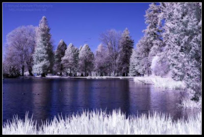 Amazing Infrared Picture Seen On www.coolpicturegallery.net