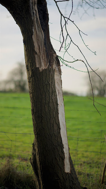 scarred tree, natural sky