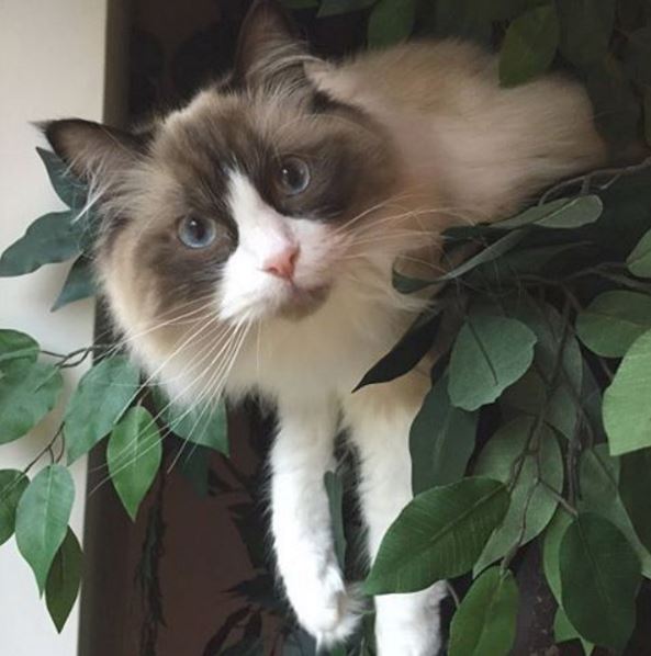 Ragdoll Cat Trees