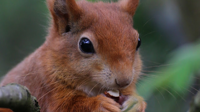 Squirrel, Cute, Rodent, Nut