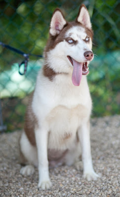 Female Red Siberian Husky