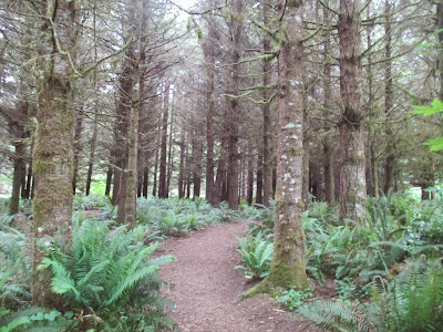 Headwaters Forest - Humboldt County, CA