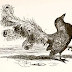 REFLEXIÓN  ( el cuervo y el pavo real)