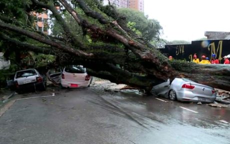 Árvore cai e esmaga carros na região central de São Paulo