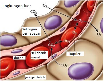 Pertukaran Gas