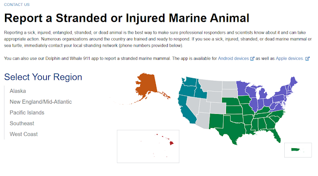 NOAA, Marine Animal, Report Injured Marine Animal, Dolphin and Whale 911 app, US links, Southeast, Fisheries, Florida, East Coast, Surf Fishing, FWC,