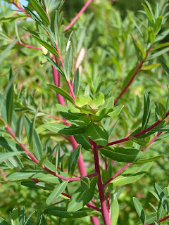 Euphorbe des marais - Euphorbia palustris - Tithymalus palustris