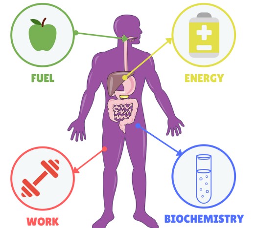  ¿Cómo acelerar el metabolismo?