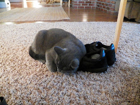 funny cats, cute cat pictures, cat sleeps on shoes