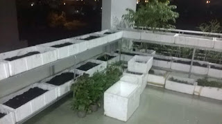 Thiết kế thi công lắp đặt vườn rau sạch tại nhà trên sân thượng ở quận 12 cho anh Điền