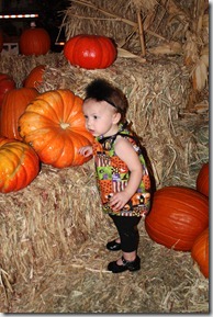 pumpkin patch 032