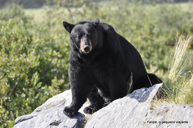 Alaska Wildlife Conservation Center