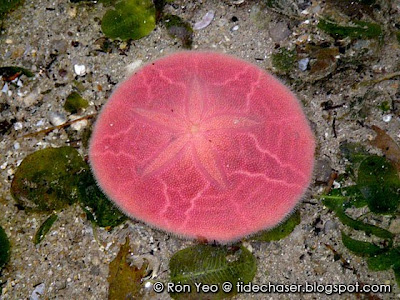 Pink Sand Dollar (Peronella lesueuri)