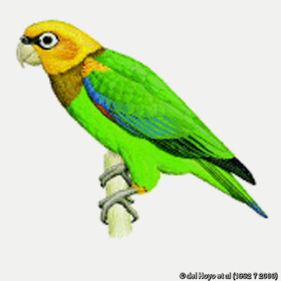 Saffron headed parrot