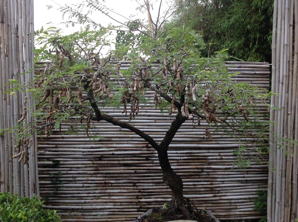 Bonsai Asem Berbuah