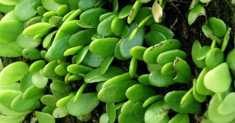 Manfaat daun sisik naga untuk kesehatan dan cara