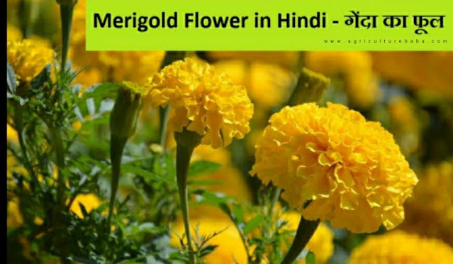 https://www.agriculturebaba.com/