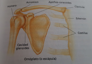 Dolor en la articulación acromioclavicular