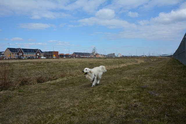 Golden Retriever Show line