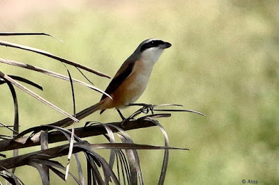 "Long-tailed Shrike - Lanius schach, perched on a date palm tree."