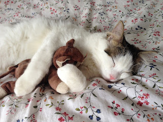 Cat taking a nap while hugging a toy