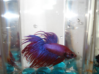 crowntail betta splenden