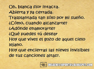 poemas de una flor