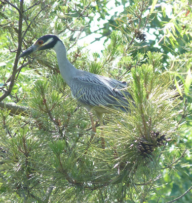 yellow-crowned night heron in pine