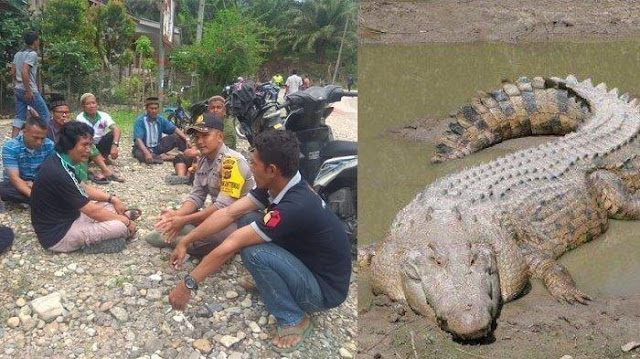 Detik-detik Misran Diterkam Buaya, Ditarik ke Dalam Sungai, Selamat tapi Menderita Luka 18 Jahitan