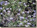 DesertLavender
