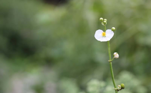 Broadleaf Arrowhead Flowers Pictures