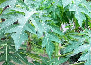 Benefits of Papaya Leaf Tea