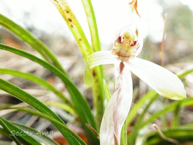 Cymbidium goeringii