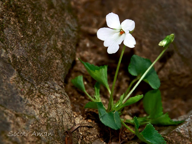 Viola grypoceras