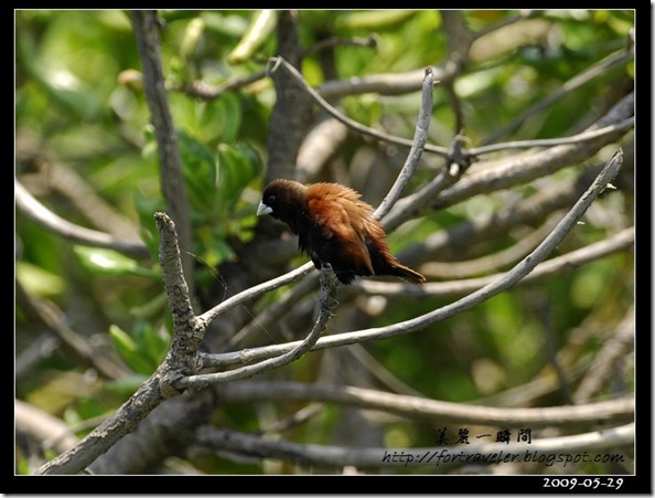 黑頭文鳥(2009-05-29七星潭)1650