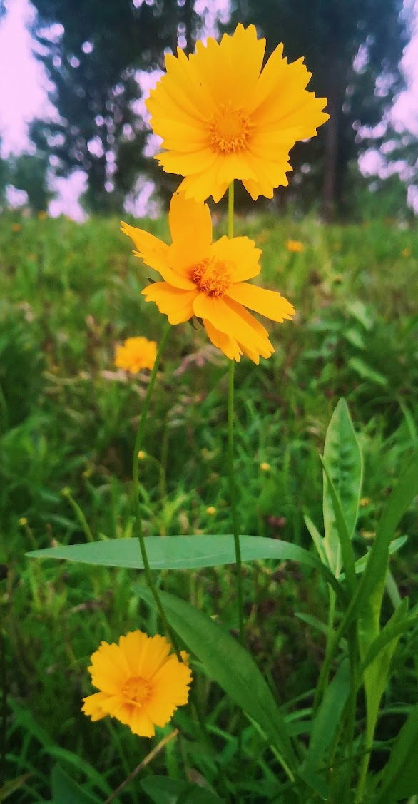 20 Flower landscape sunset, 19photograph skill