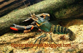 Cara Mudah Beternak atau Budidaya Lobster Air Tawar, Tips Mudah Beternak atau Budidaya Lobster Air Tawar