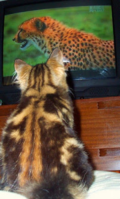 Pets watching TV Seen On www.coolpicturegallery.us