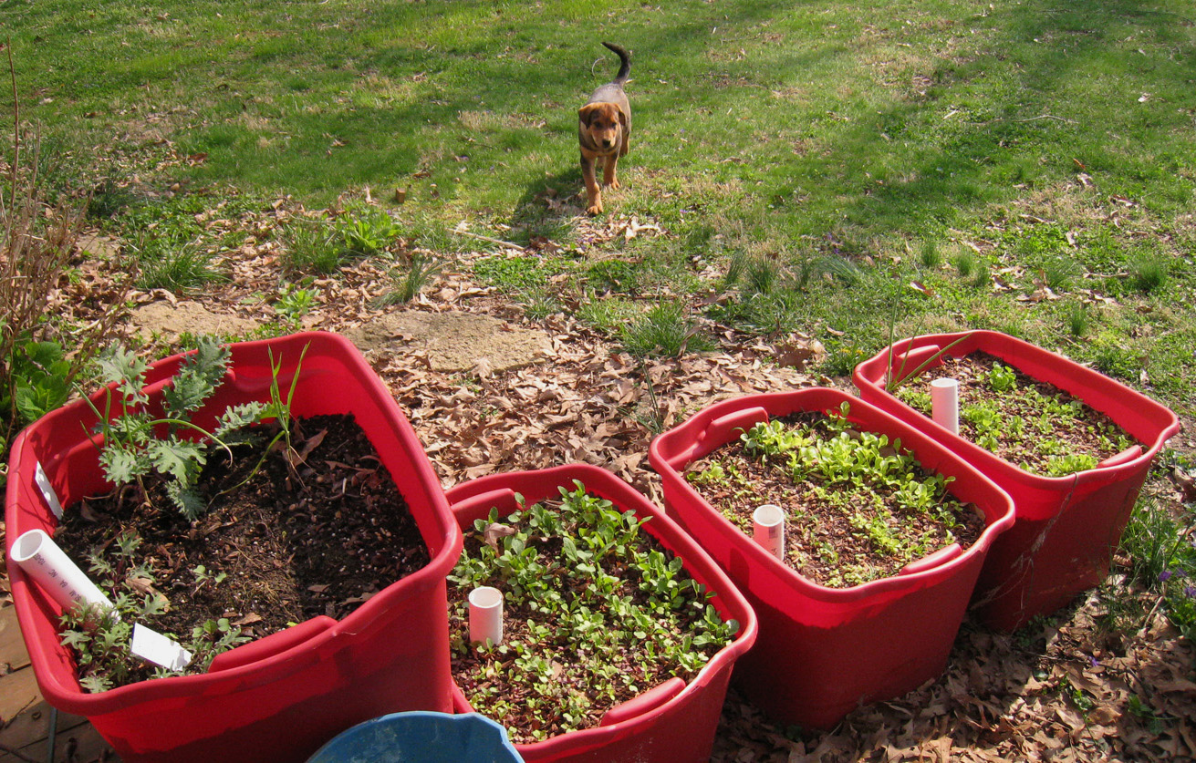 Container Vegetable Gardening Ideas